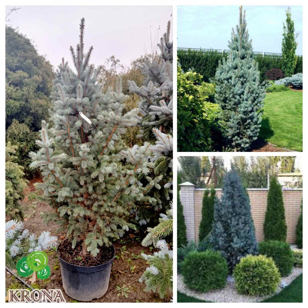 Саджанці купити Ялина колюча (Picea pungens) "Iseli Fastigiate"/H 150-170 см/ С 45 L