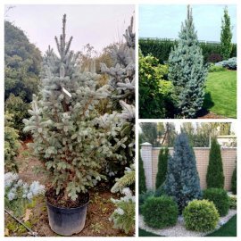 Ялина колюча (Picea pungens) "Iseli Fastigiate"/H 150-170 см/ С 45 L