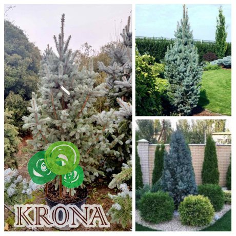 Саджанці купити Ялина колюча (Picea pungens) "Iseli Fastigiate"/H 150-170 см/ С 45 L