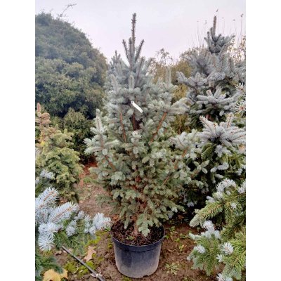 Саджанці купити Ялина колюча (Picea pungens) "Iseli Fastigiate"/H 150-170 см/ С 45 L