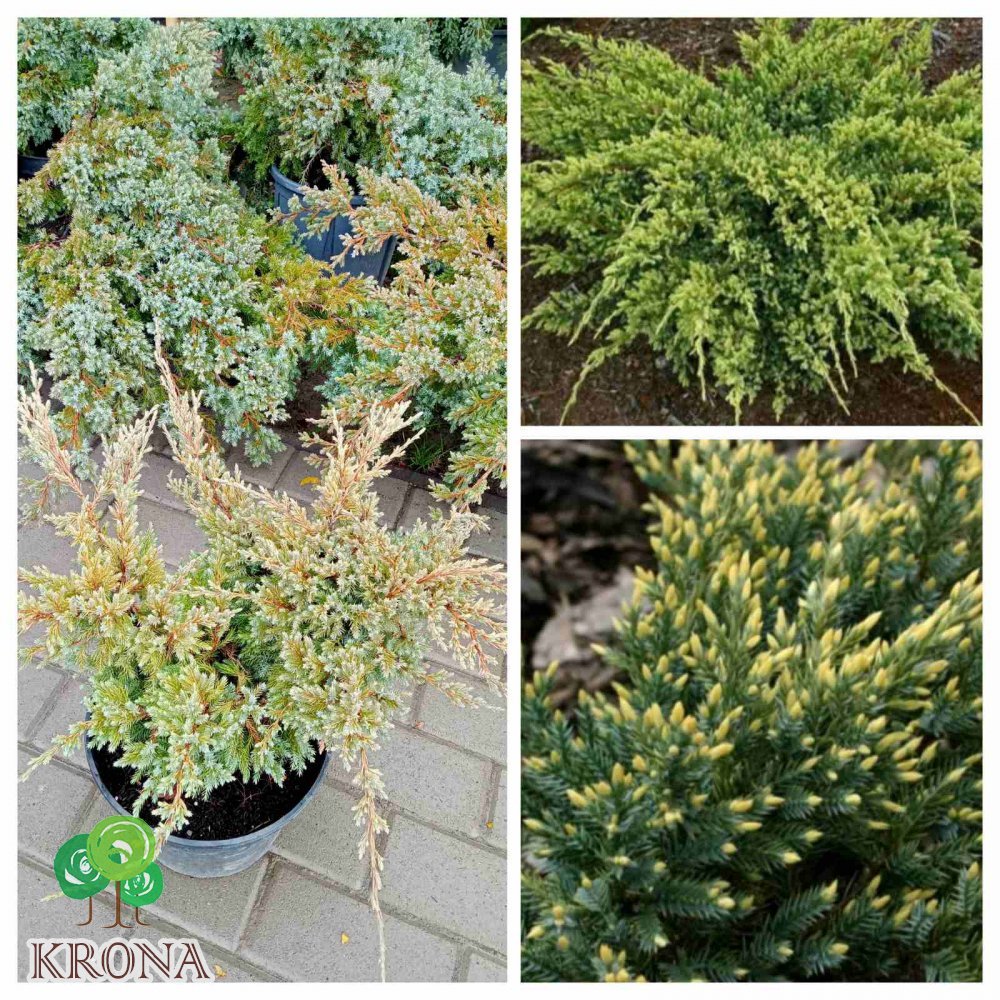 Саджанці купити Ялівець лускатий (Juniperus squamata) "Dream Joy"/контейнер С 5 L