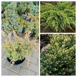 Ялівець лускатий (Juniperus squamata) "Dream Joy"/контейнер С 5 L