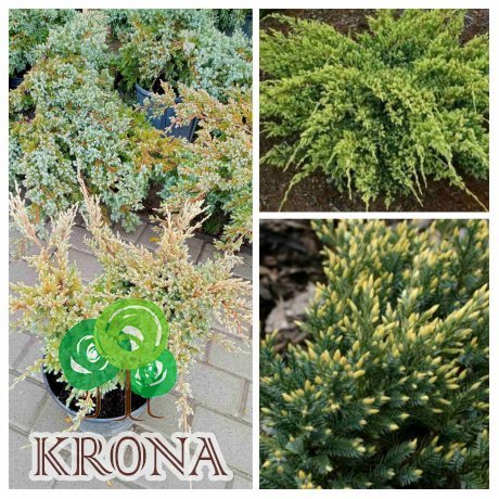 Саджанці купити Ялівець лускатий (Juniperus squamata) "Dream Joy"/контейнер С 5 L