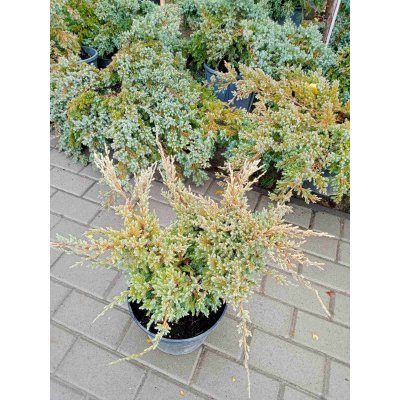 Саджанці купити Ялівець лускатий (Juniperus squamata) "Dream Joy"/контейнер С 5 L