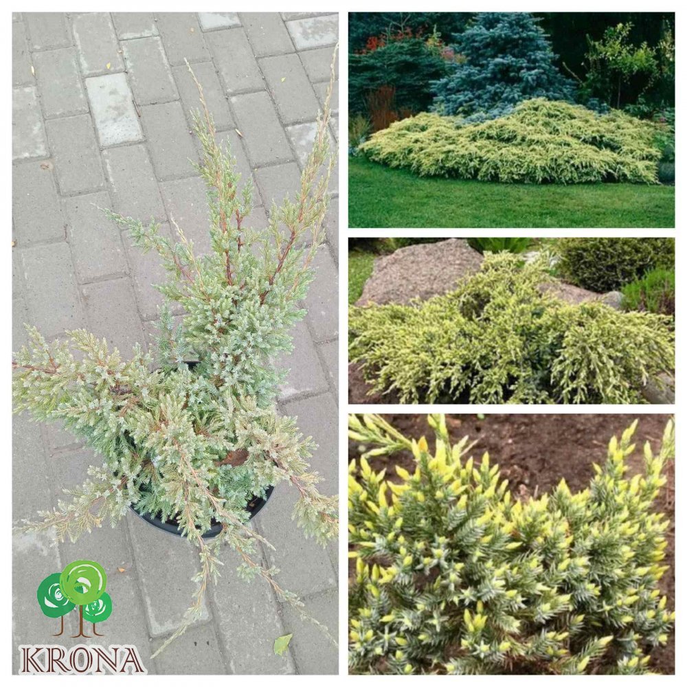 Саджанці купити Ялівець лускатий "Холгер" /Juniperus squamata "Holger" / контейнер С 2 L