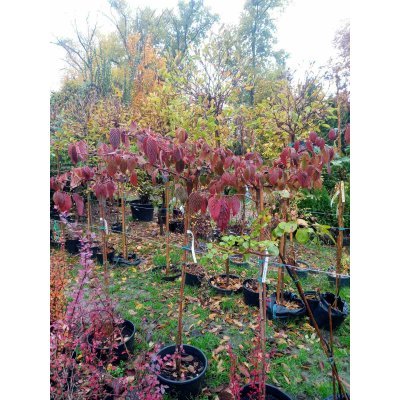Саджанці купити Калина складчаста (Viburnum plicatum) "Cascade"/Stam 120-140 см/контейнер C12 L