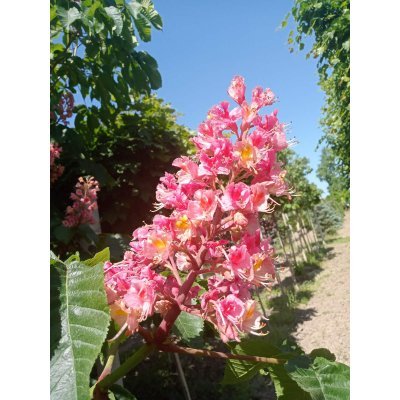 Саджанці купити Каштан кінський "Бріотті"/(Aesculus carnea) "Briotii" /H 350-400 см/ НО 20-25 см/ контейнер 50 L
