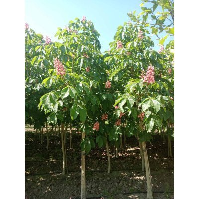 Саджанці купити Каштан кінський "Бріотті"/(Aesculus carnea) "Briotii" /H 350-400 см/ НО 20-25 см/ контейнер 50 L