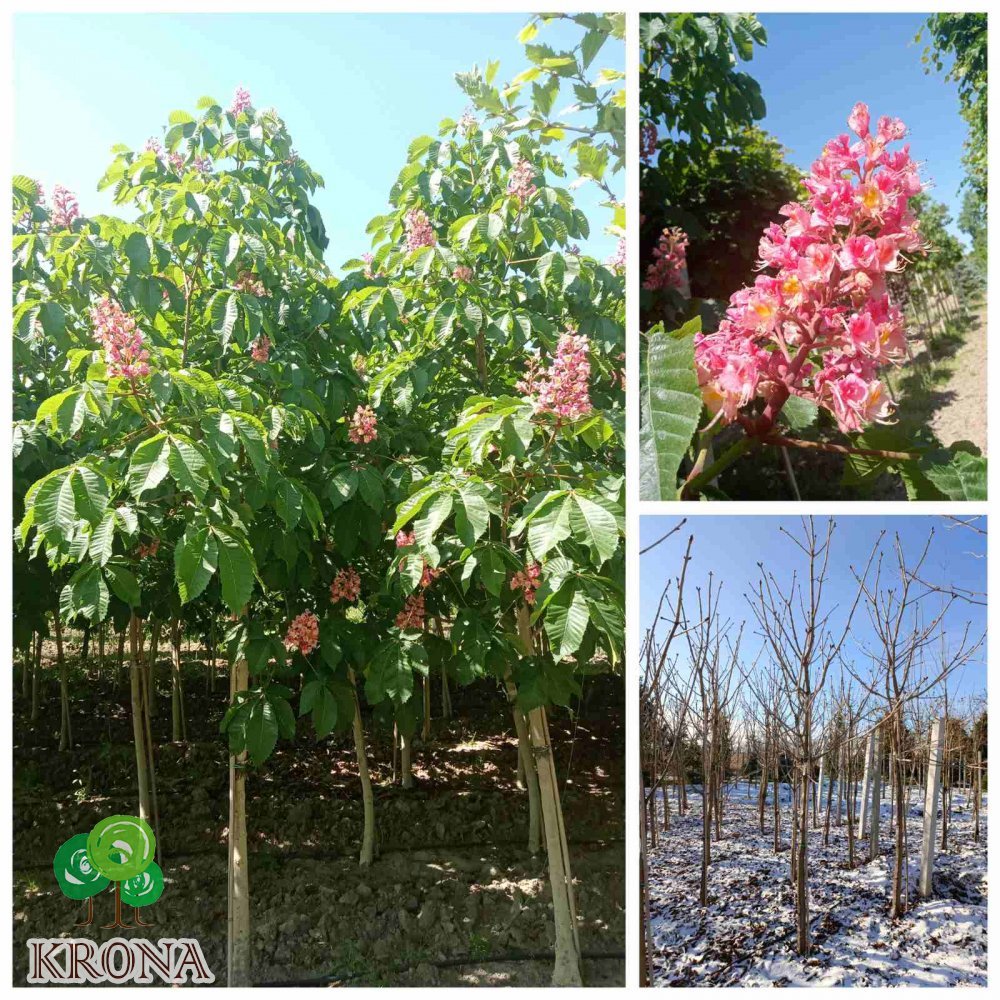 Саджанці купити Каштан кінський "Бріотті"/(Aesculus carnea) "Briotii" /H 350-400 см/ НО 20-25 см/ контейнер 50 L