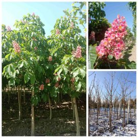 Каштан кінський "Бріотті"/(Aesculus carnea) "Briotii" /H 350-400 см/ НО 20-25 см/ контейнер 50 L Каштан кінський "Бріотті"/(Aesculus carnea) "Briotii" /H 350-400 см/ НО 20-25 см/ контейнер 50 L