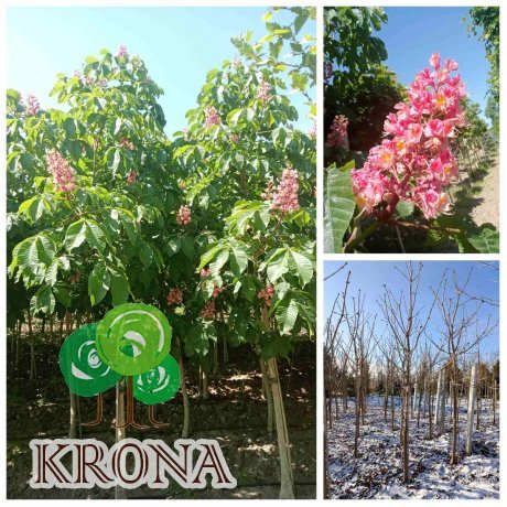 Саджанці купити Каштан кінський "Бріотті"/(Aesculus carnea) "Briotii" /H 350-400 см/ НО 20-25 см/ контейнер 50 L