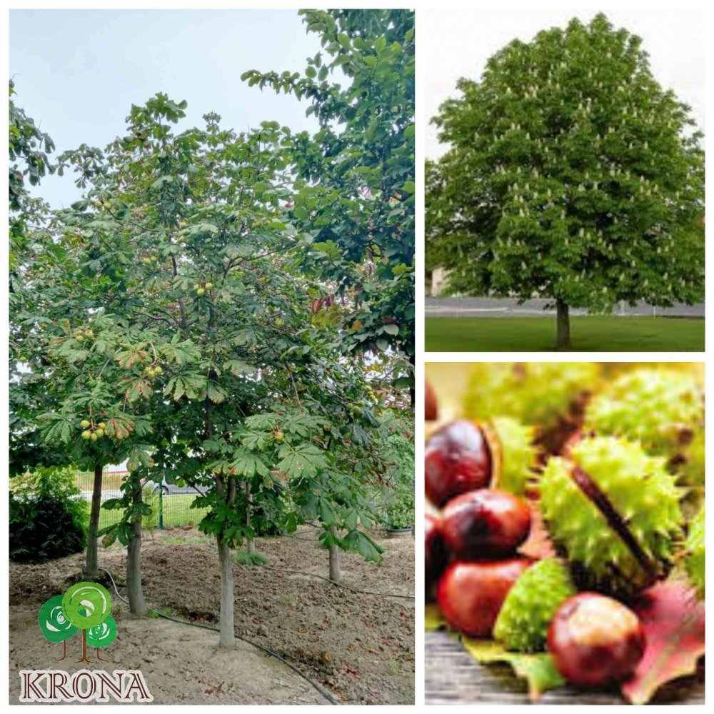 Саджанці купити Каштан кінський (Aesculus carnea) /Н 400-500 см/АЛЕ 27-40 см/ ком