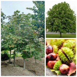 Каштан кінський (Aesculus carnea) /Н 400-500 см/АЛЕ 27-40 см/ ком