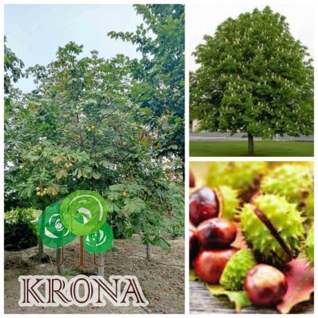 Саджанці купити Каштан кінський (Aesculus carnea) /Н 400-500 см/АЛЕ 27-40 см/ ком