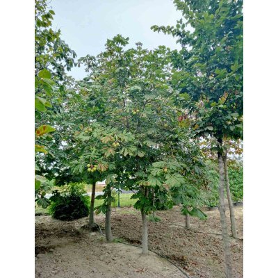 Саджанці купити Каштан кінський (Aesculus carnea) /Н 400-500 см/АЛЕ 27-40 см/ ком
