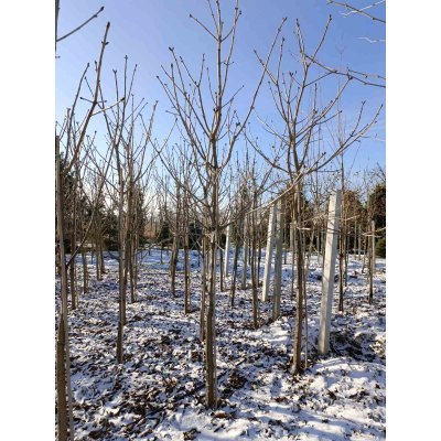 Саджанці купити Каштан кінський "Бріотті"/(Aesculus carnea) "Briotii" /H 350-400 см/ НО 20-25 см/ контейнер 50 L