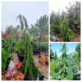 Кипарисовик нутканський "Пендула" (Chmaecyparis nootkatensis Pendula)  / H 180-210 см/ контейнер 