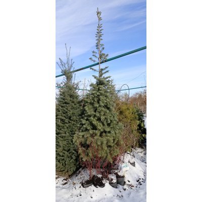Саджанці купити Ялиця однокольорова (Abies concolor) / H 300+  см / контейнер 