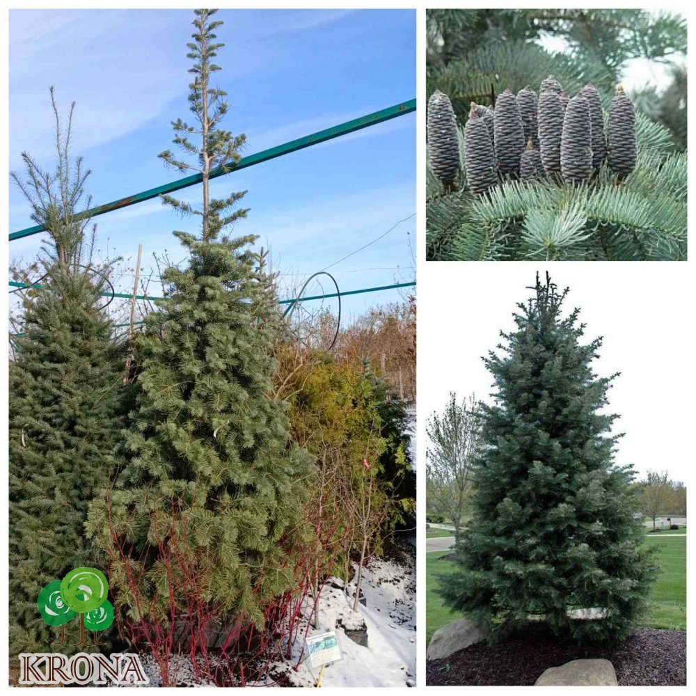 Саджанці купити Ялиця однокольорова (Abies concolor) / H 300+  см / контейнер 