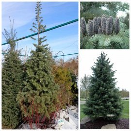 Ялиця однокольорова (Abies concolor) / H 300+  см / контейнер 