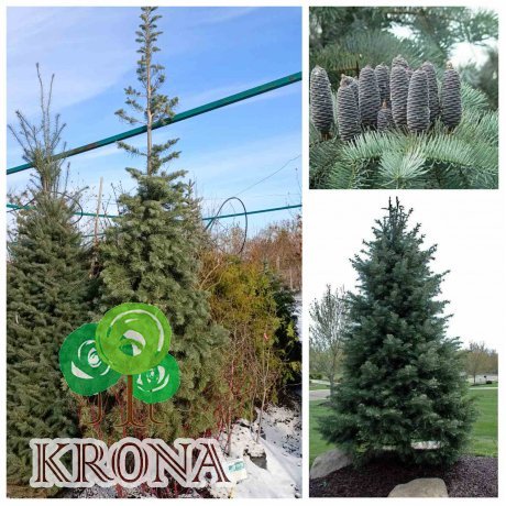 Саджанці купити Ялиця однокольорова (Abies concolor) / H 300+  см / контейнер 