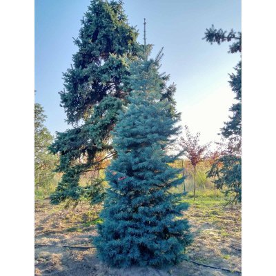 Саджанці купити Ялиця одноколірна (Abies concolor) /H 400-500 см/ ком