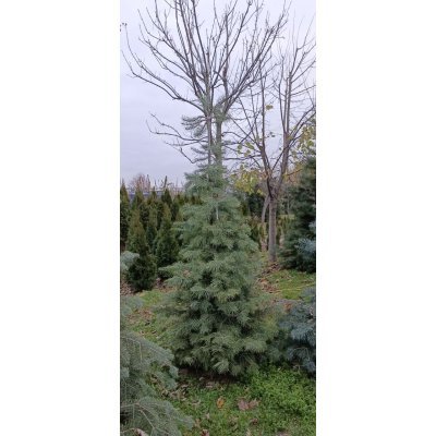 Саджанці купити Ялиця однокольорова (Abies concolor) / H 250-270 см / ком