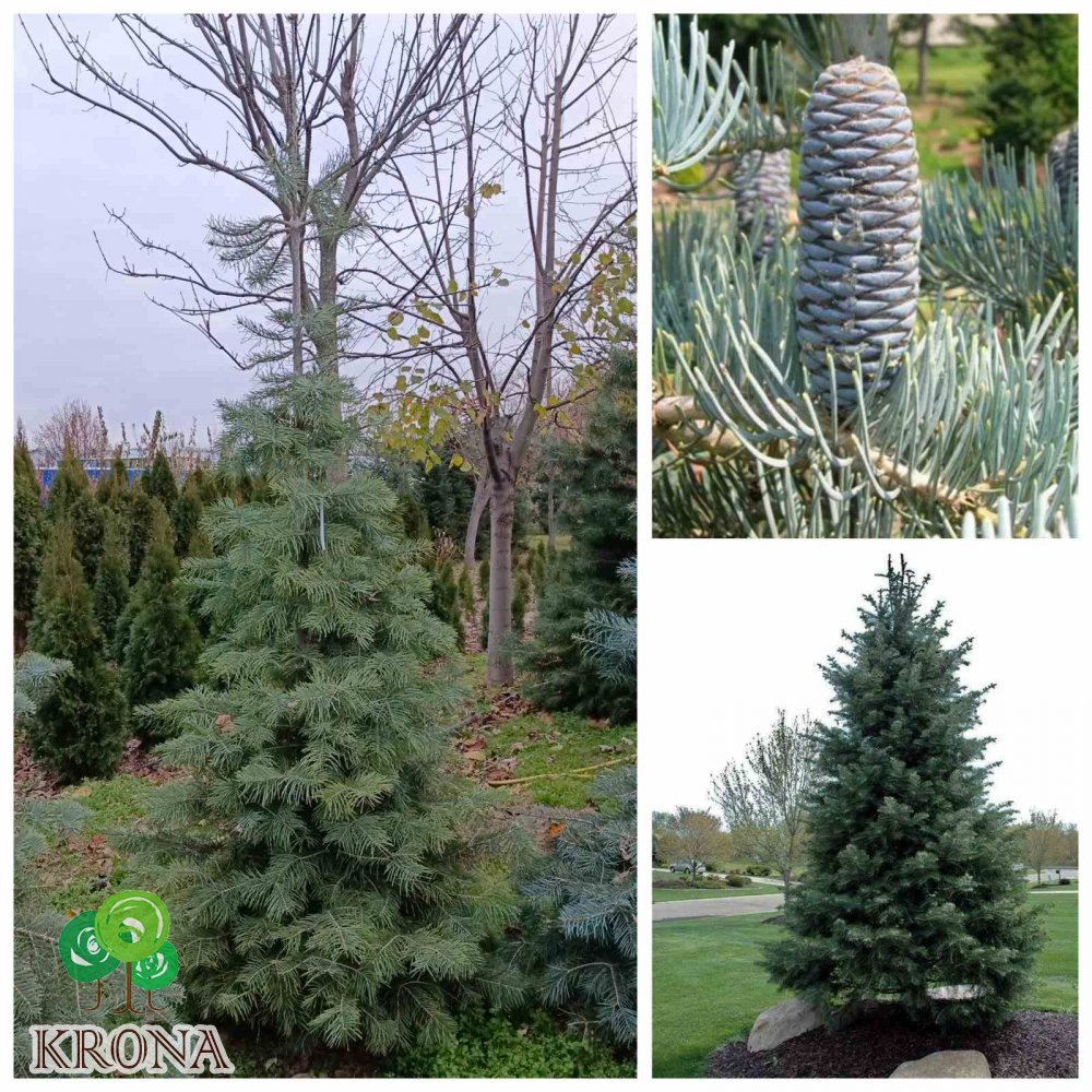 Саджанці купити Ялиця однокольорова (Abies concolor) / H 250-270 см / ком