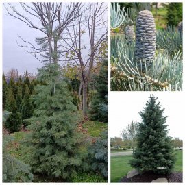 Ялиця однокольорова (Abies concolor) / H 250-270 см / ком