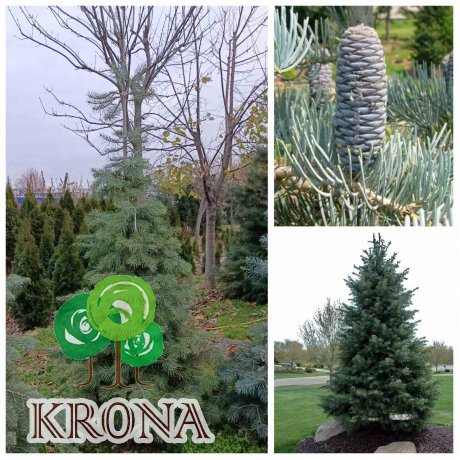 Саджанці купити Ялиця однокольорова (Abies concolor) / H 250-270 см / ком