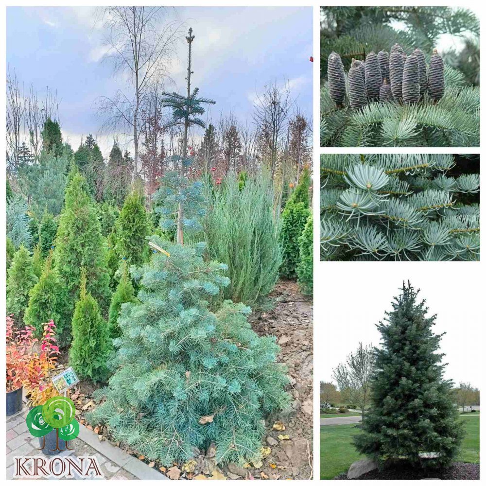 Саджанці купити Ялиця однокольорова (Abies concolor) /Н 240-270 см+/ ком