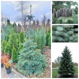 Ялиця однокольорова (Abies concolor) /Н 240-270 см+/ ком Ялиця однокольорова (Abies concolor) /Н 240-270 см+/ ком