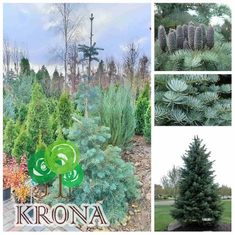Саджанці купити Ялиця однокольорова (Abies concolor) /Н 240-270 см+/ ком