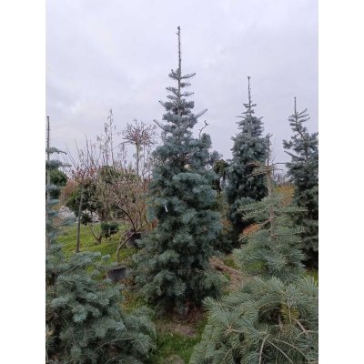 Саджанці купити Ялиця однокольорова (Abies concolor) / Н350 + см / ком