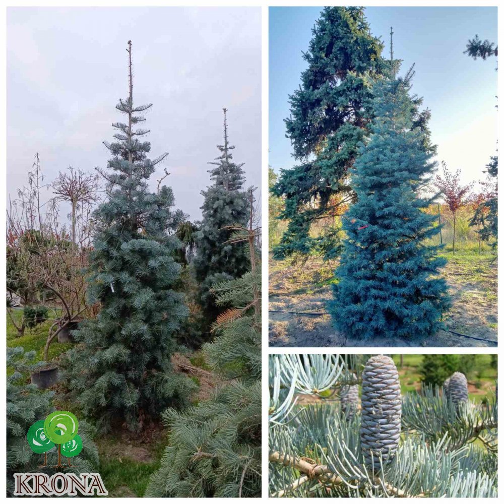 Саджанці купити Ялиця однокольорова (Abies concolor) / Н350 + см / ком