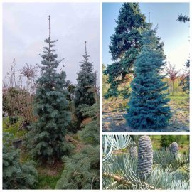 Ялиця однокольорова (Abies concolor) / Н350 + см / ком