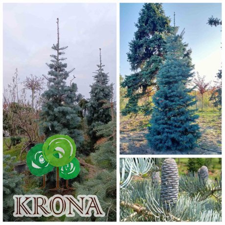 Саджанці купити Ялиця однокольорова (Abies concolor) / Н350 + см / ком