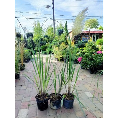 Саджанці купити Пампасна трава або Кортадерія Селло (лат. Cortaderia selloana) / контейнер С3 L