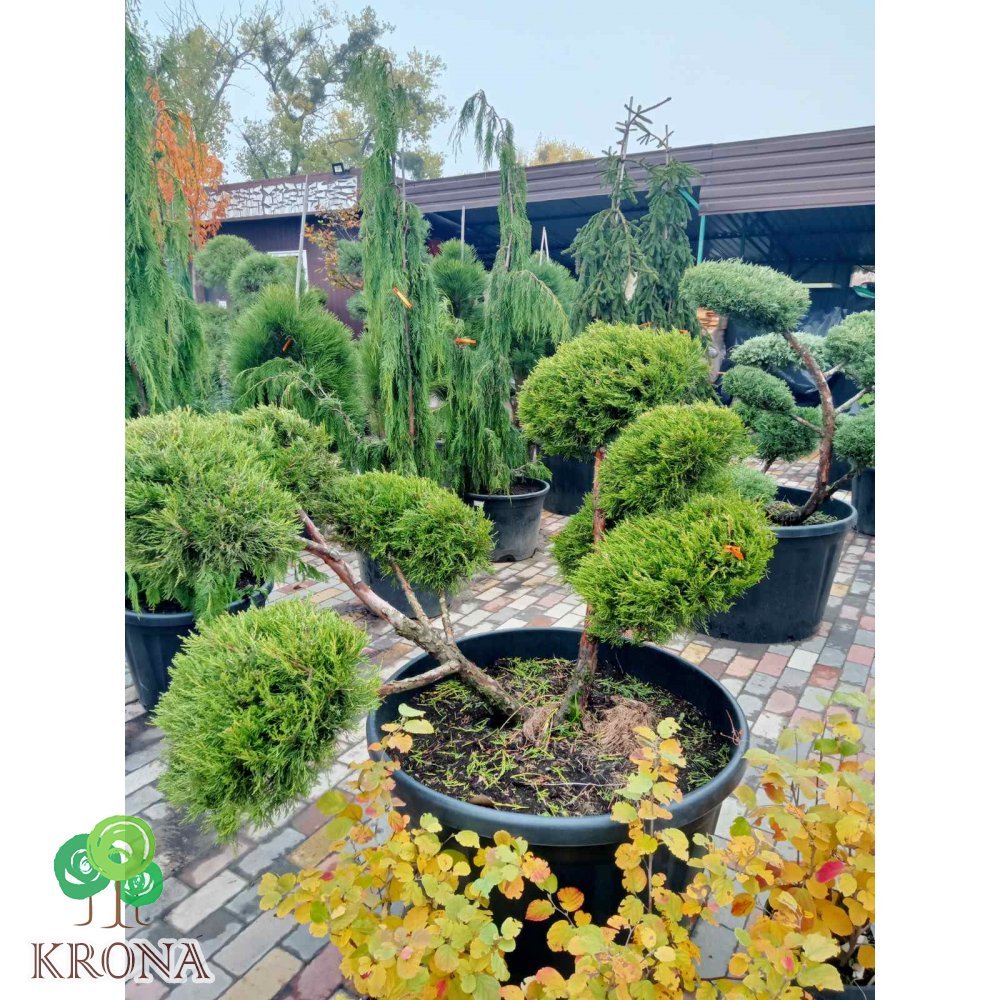 Саджанці купити Ялівець китайський (Juniperus chinensis) "Kuriwao Gld" бонсай / нівакі  /H 92 см/ D 150 см контейнер