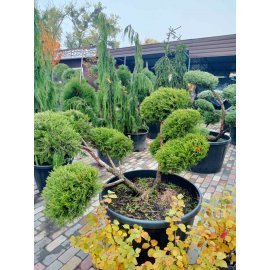 Ялівець китайський (Juniperus chinensis) "Kuriwao Gld" бонсай / нівакі  /H 92 см/ D 150 см контейнер