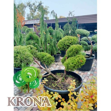 Саджанці купити Ялівець китайський (Juniperus chinensis) "Kuriwao Gld" бонсай / нівакі  /H 92 см/ D 150 см контейнер