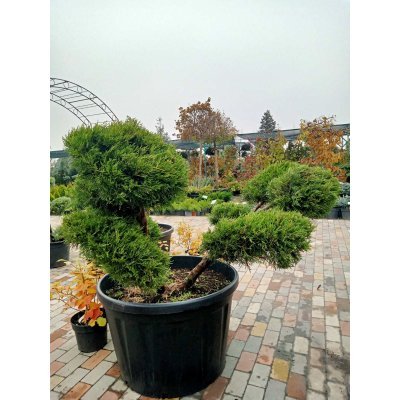 Саджанці купити Ялівець китайський (Juniperus chinensis) "Kuriwao Gld" бонсай / нівакі  /H 92 см/ D 150 см контейнер