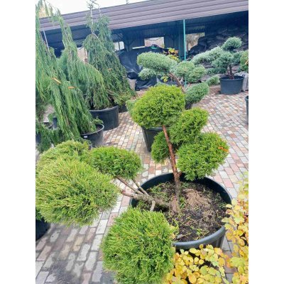 Саджанці купити Ялівець китайський (Juniperus chinensis) "Kuriwao Gld" бонсай / нівакі  /H 92 см/ D 150 см контейнер