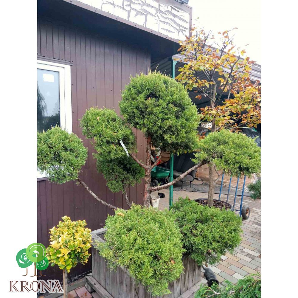 Саджанці купити Ялівець китайський (Juniperus chinensis) "Kuriwao Gld" бонсай / нівакі  /H 170 см/ D 190 см контейнер