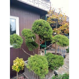 Ялівець китайський (Juniperus chinensis) "Kuriwao Gld" бонсай / нівакі /H 170 см/ D 190 см контейнер Ялівець китайський (Juniperus chinensis) "Kuriwao Gld" бонсай / нівакі /H 170 см/ D 190 см контейнер