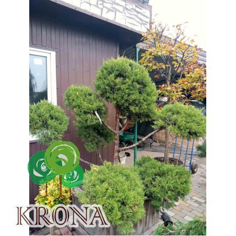 Саджанці купити Ялівець китайський (Juniperus chinensis) "Kuriwao Gld" бонсай / нівакі  /H 170 см/ D 190 см контейнер