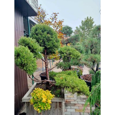 Саджанці купити Ялівець китайський (Juniperus chinensis) "Kuriwao Gld" бонсай / нівакі  /H 170 см/ D 190 см контейнер