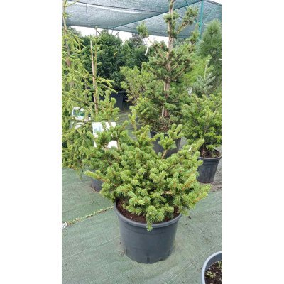 Саджанці купити Ялина колюча (Picea pungens) "Lucky Strike" / H170-190 см / контейнер С 25 L