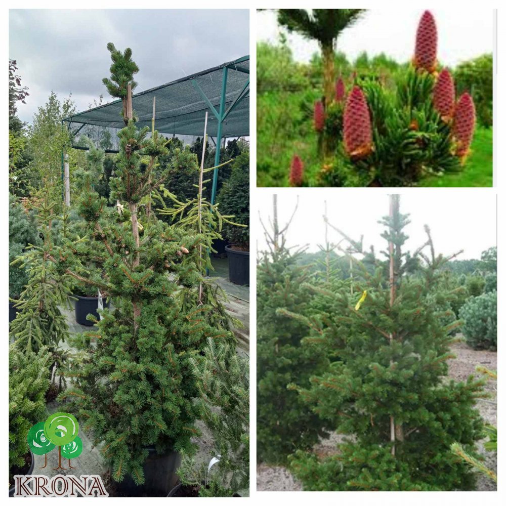 Саджанці купити Ялина колюча (Picea pungens) "Lucky Strike" / H170-190 см / контейнер С 25 L