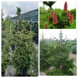 Ялина колюча (Picea pungens) "Lucky Strike" / H170-190 см / контейнер С 25 L